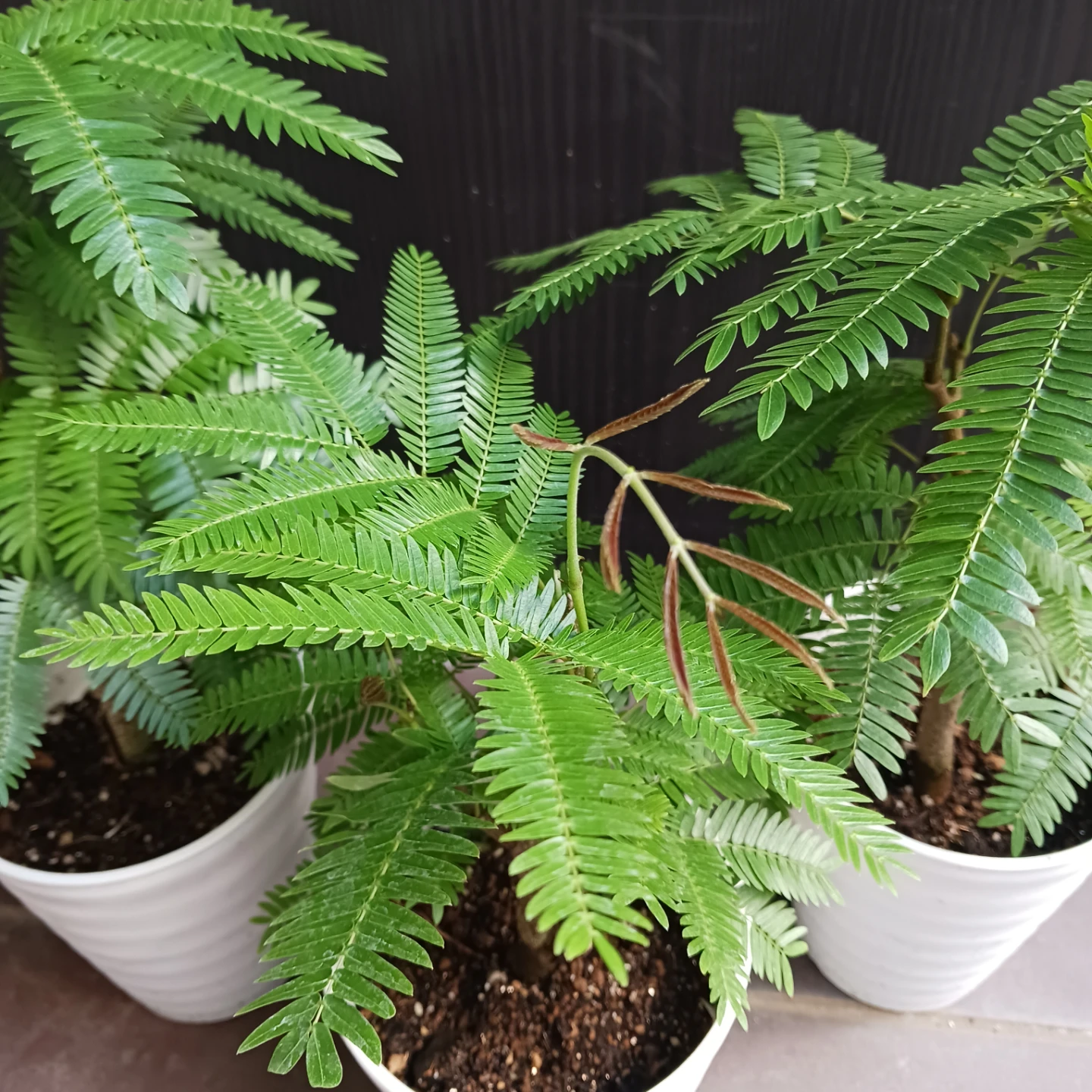 エバーフレッシュ　4号　観葉植物の写真5枚目