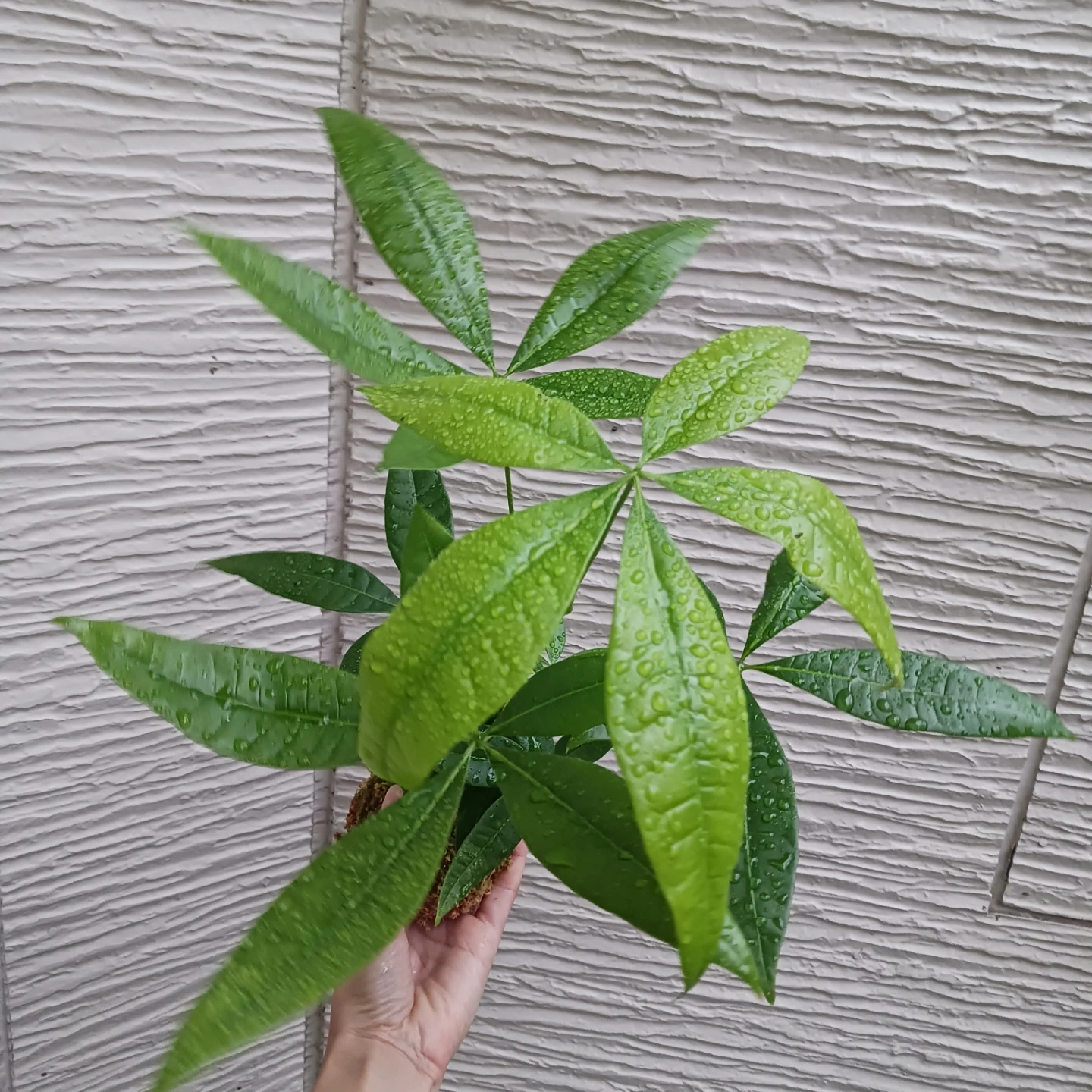 苔玉★パキラ　観葉植物の写真10枚目