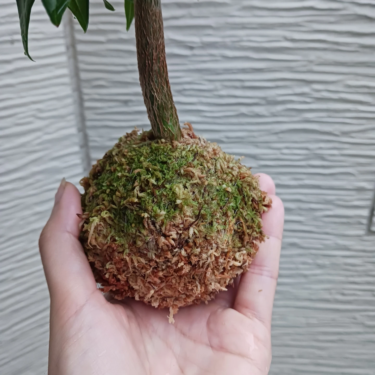 苔玉★パキラ 観葉植物の写真8枚目