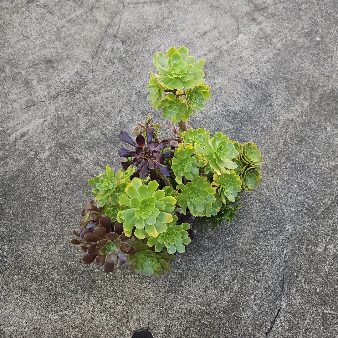アエオニウム 寄せ植え 多肉植物の写真7枚目