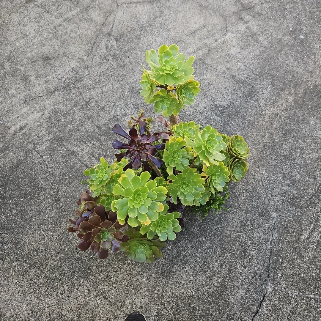 アエオニウム 寄せ植え 多肉植物の写真7枚目