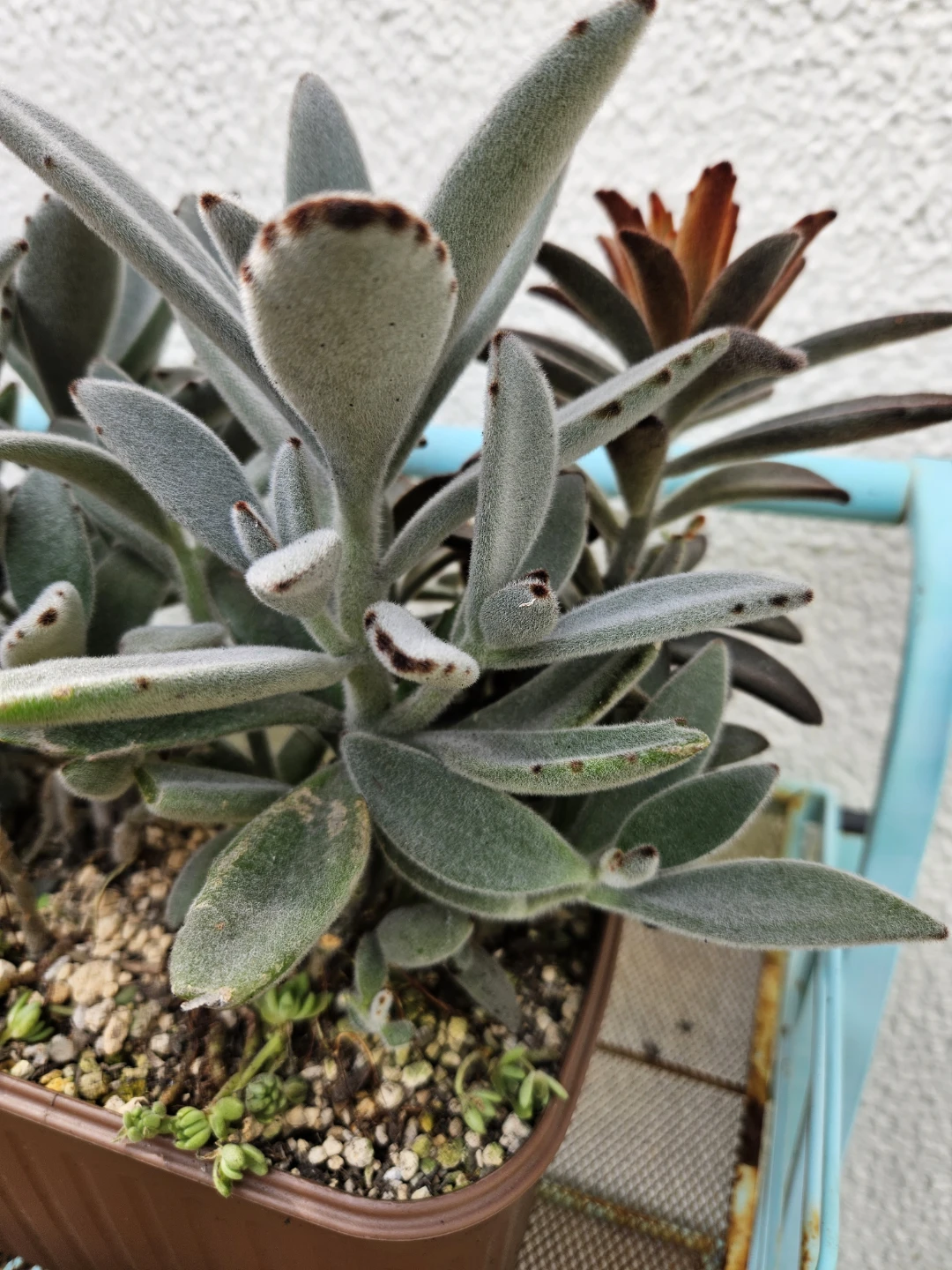兎系　 寄せ植え  多肉植物の写真2枚目