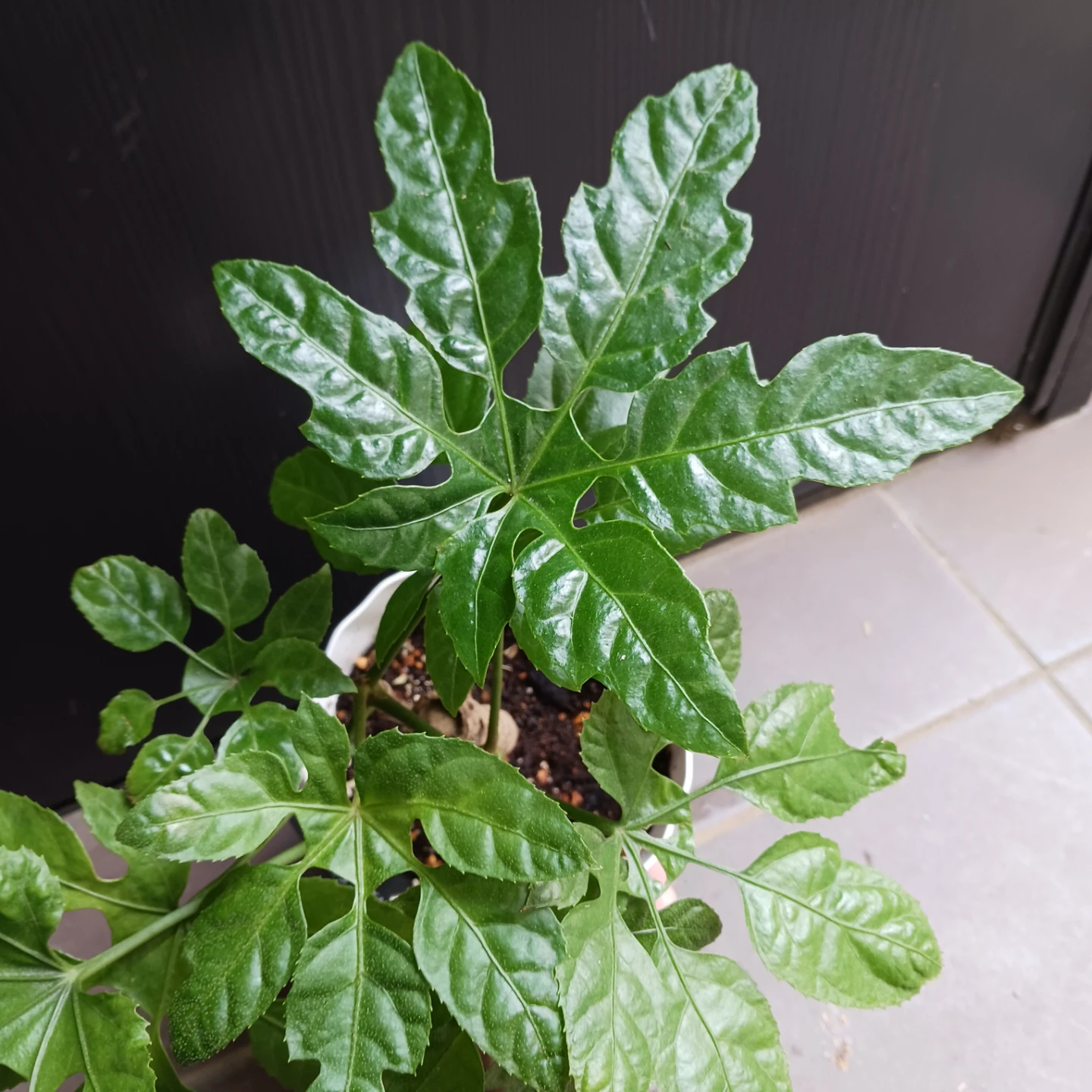 レア★10 トラベシア　パルマータ　5号　観葉植物　希少の写真5枚目