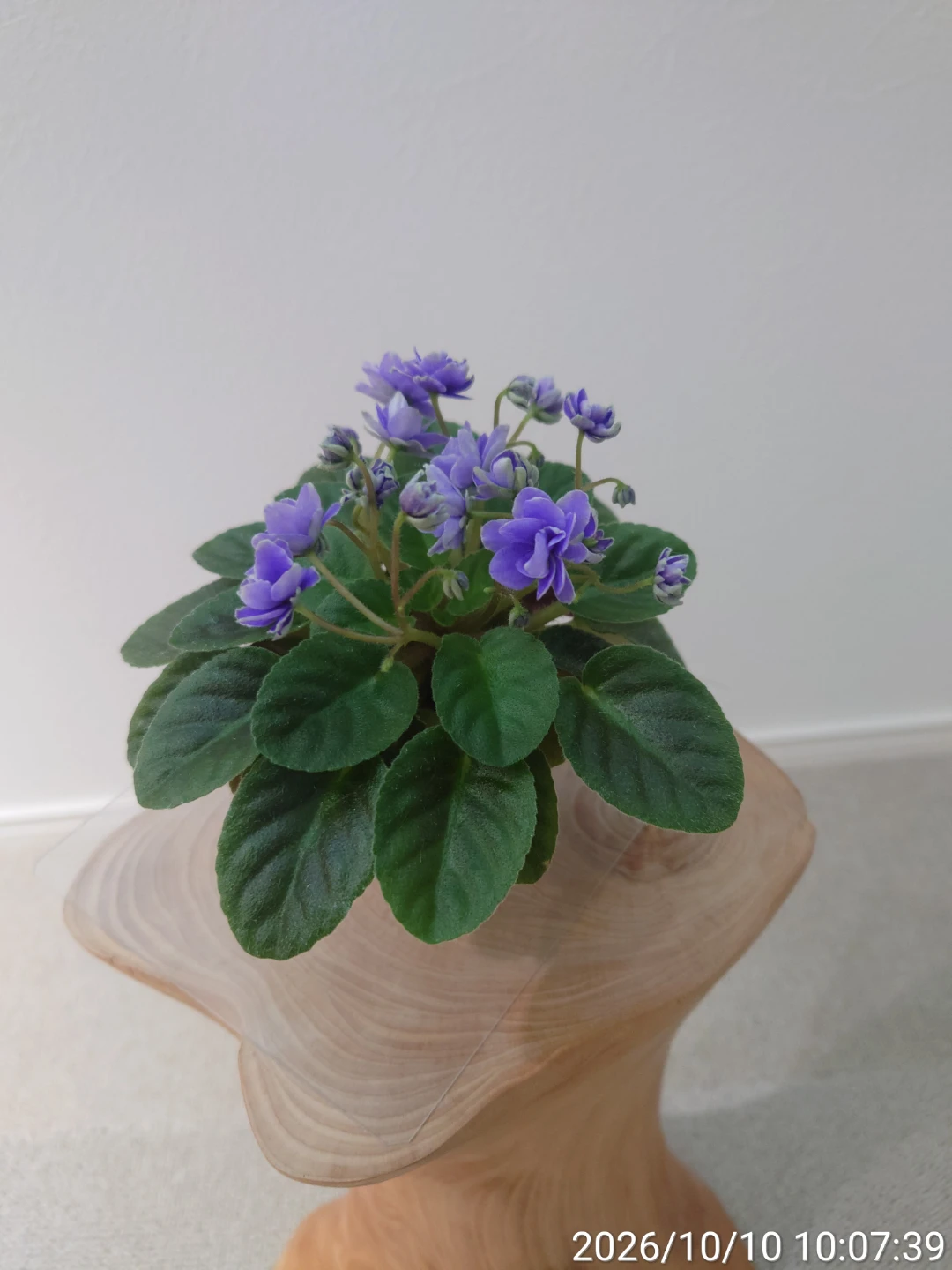 セントポーリア 鉢植え 紫の花 八重咲き