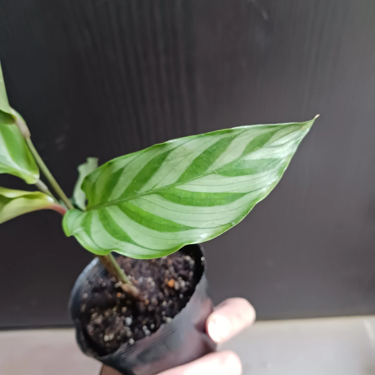 カラテア　フレディ　2.5号ポット苗　観葉植物の写真7枚目