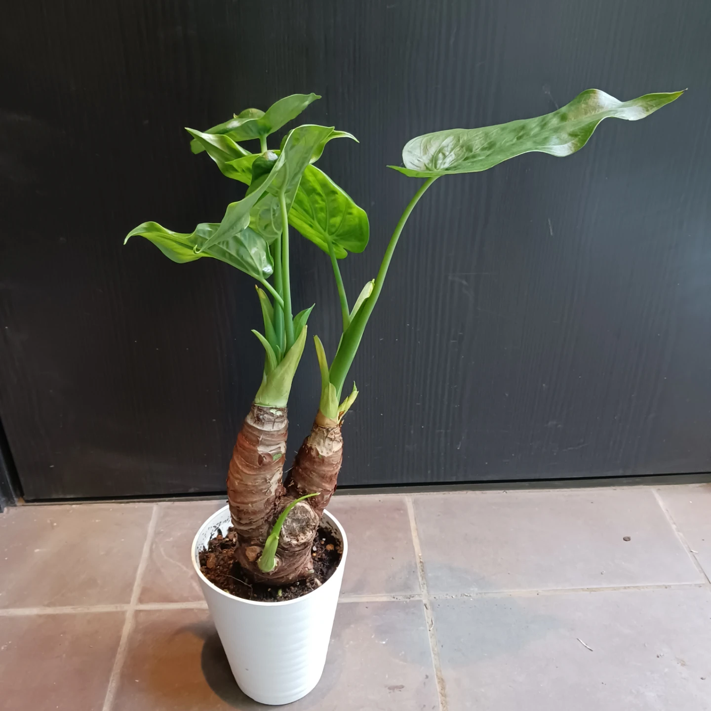 クワズイモ　4号　観葉植物　アロカシア　オドラの写真2枚目