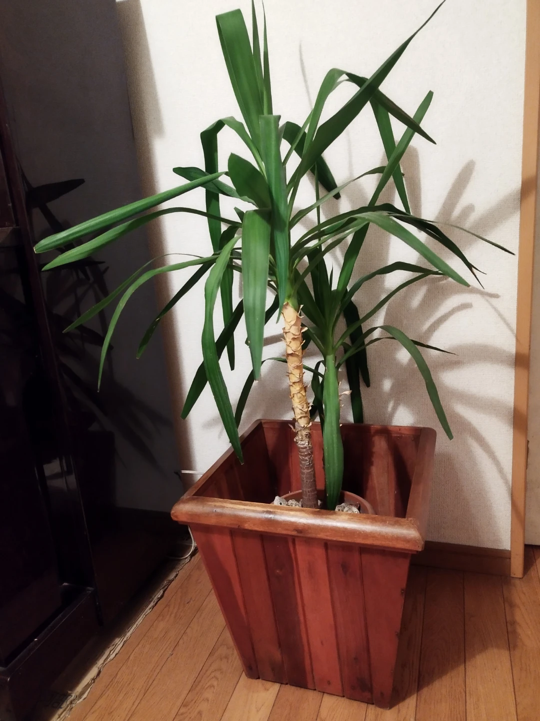 観葉植物 ユッカ、青年の木、木製プランターケース入り