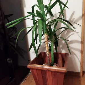観葉植物 ユッカ、青年の木、木製プランターケース入り