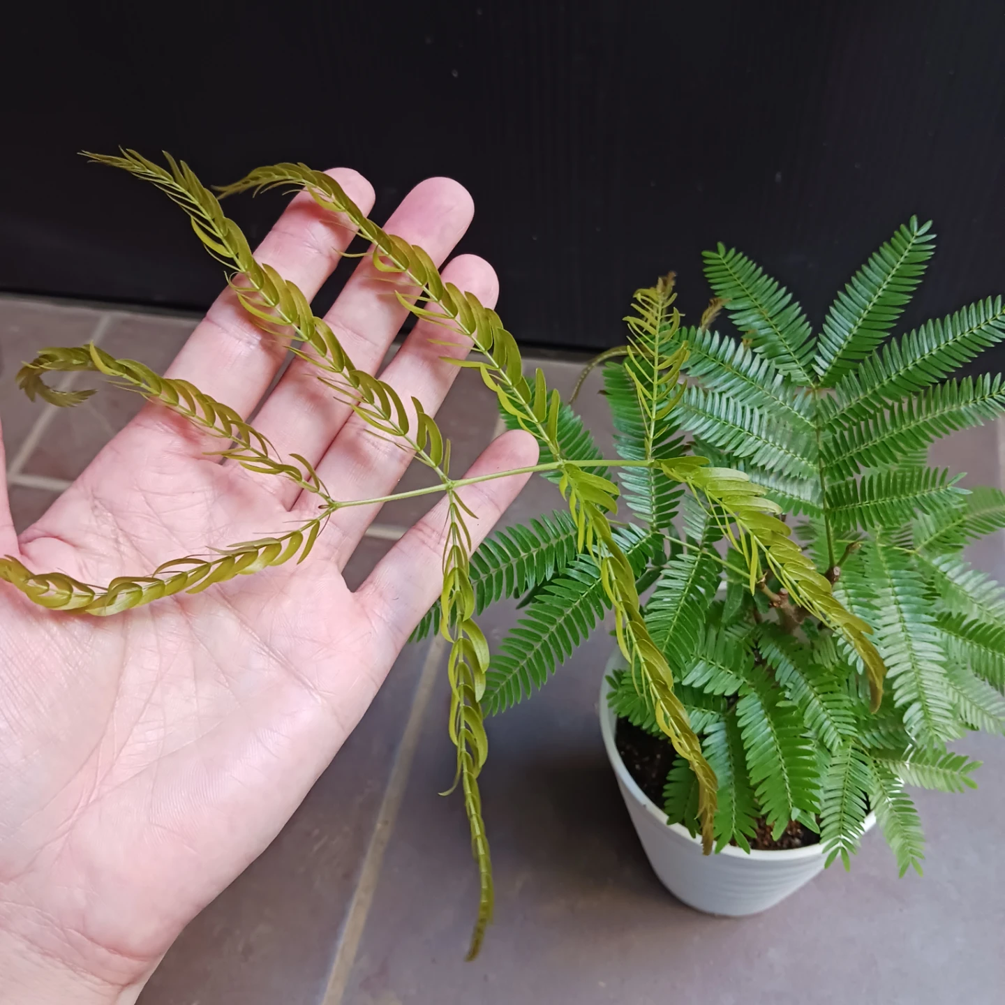 エバーフレッシュ　4号　観葉植物の写真7枚目