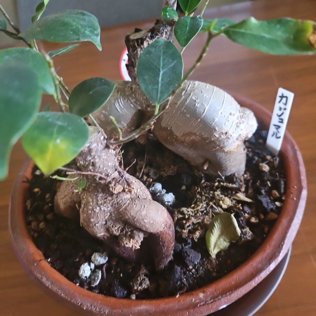 ◽ガジュマル◽2株植え◽ 観葉植物◽素焼き鉢の写真2枚目
