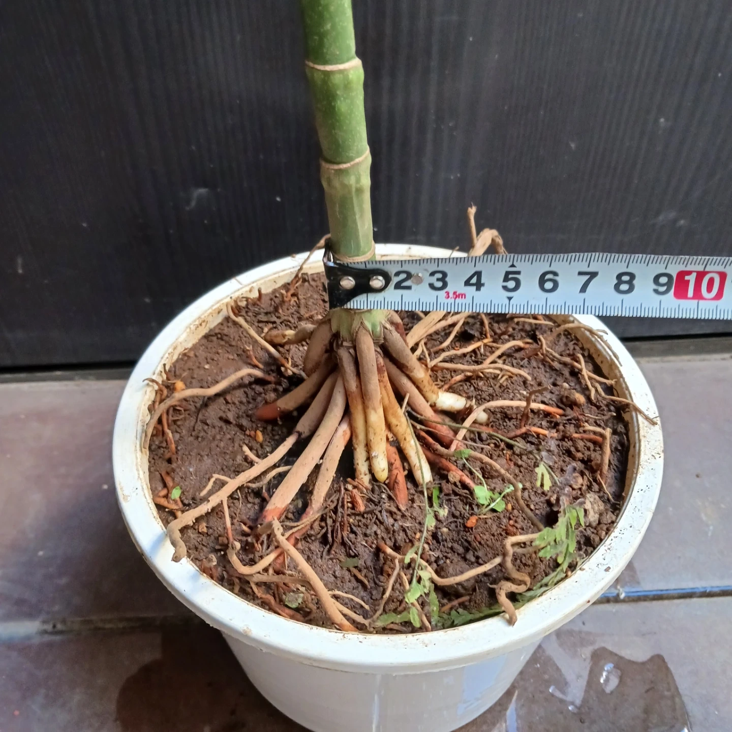 まとめ買い対象★レア★3 テネラ 根上がり 6号 ヤシ 観葉植物の写真10枚目