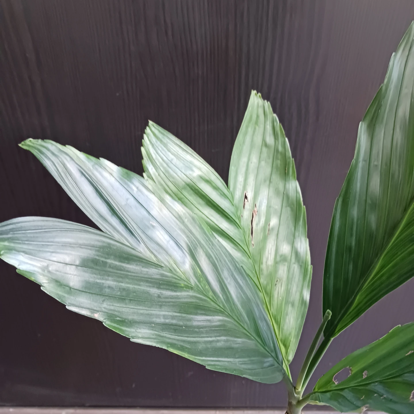 まとめ買い対象★レア★4 テネラ　5号 根上がり　ヤシ　観葉植物の写真5枚目