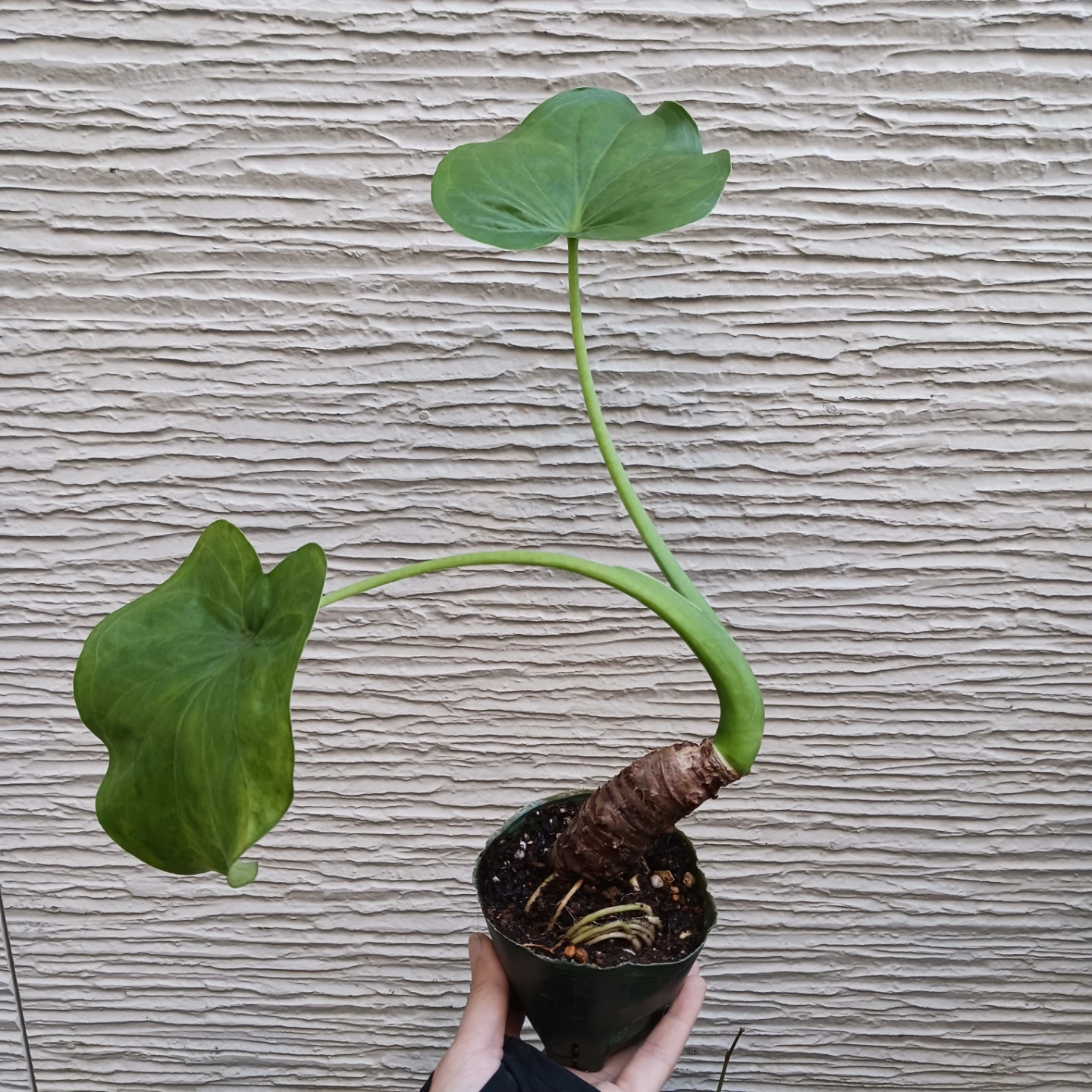 クワズイモ　アロカシア オドラ　3号　観葉植物