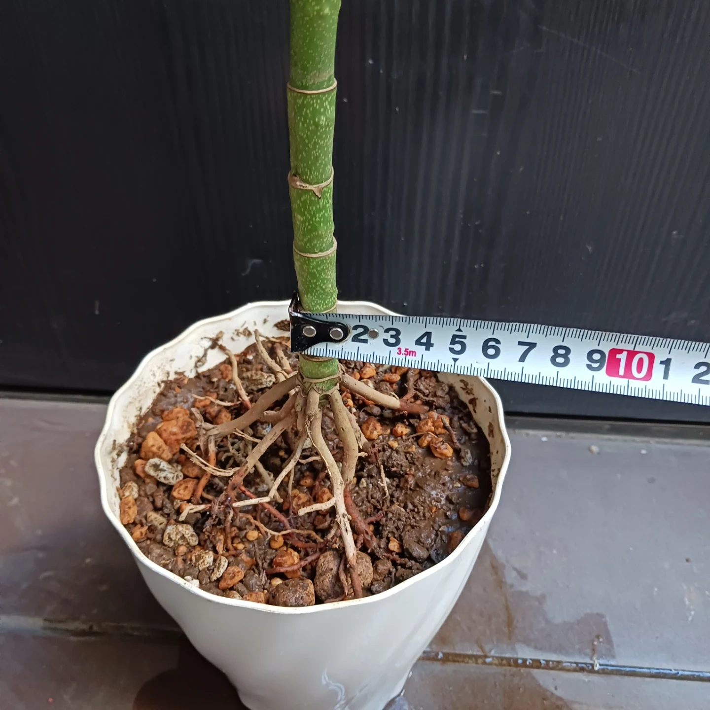 まとめ買い対象★レア★4 テネラ 5号 根上がり ヤシ 観葉植物の写真9枚目