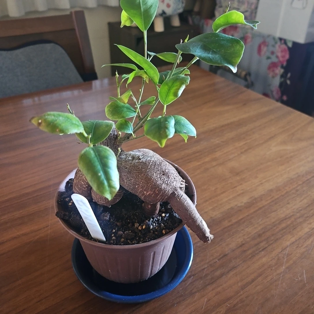 ◽ガジュマル◽観葉植物◽鉢植えの写真5枚目