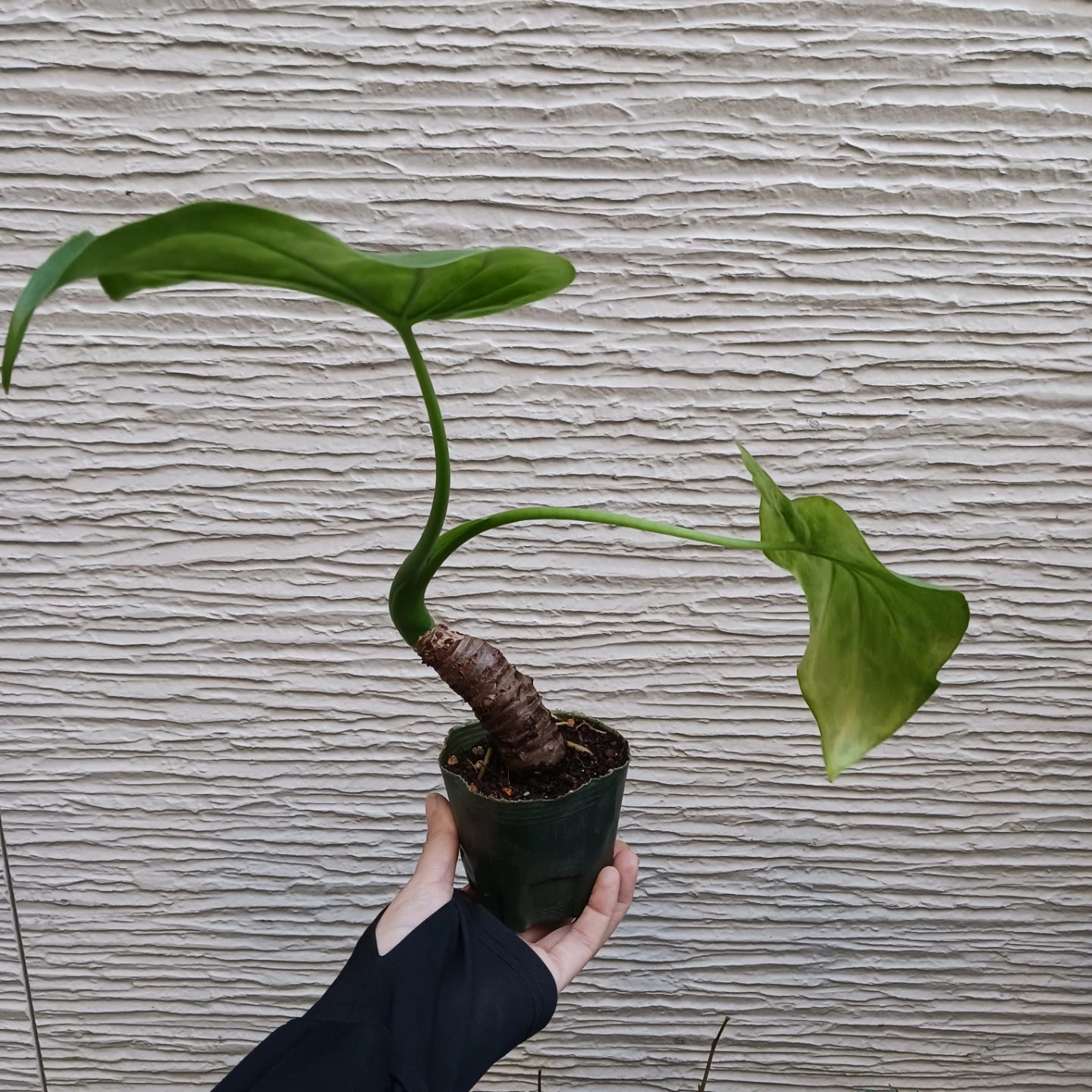 クワズイモ　アロカシア オドラ　3号　観葉植物の写真3枚目