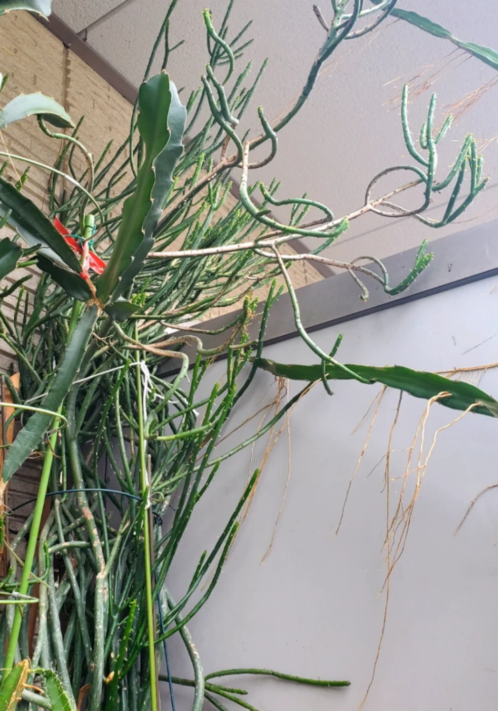 多肉植物 オンコクラータ