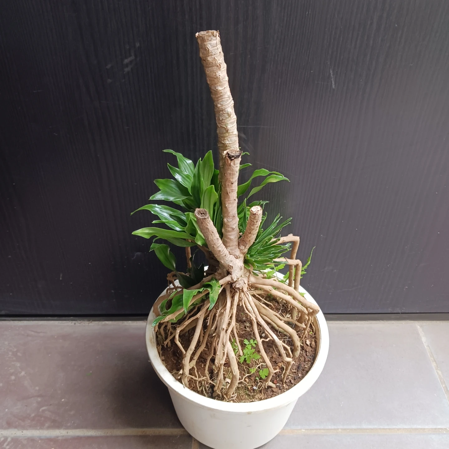 まとめ割り対象★ドラセナ コンパクタ 6号 観葉植物の写真3枚目