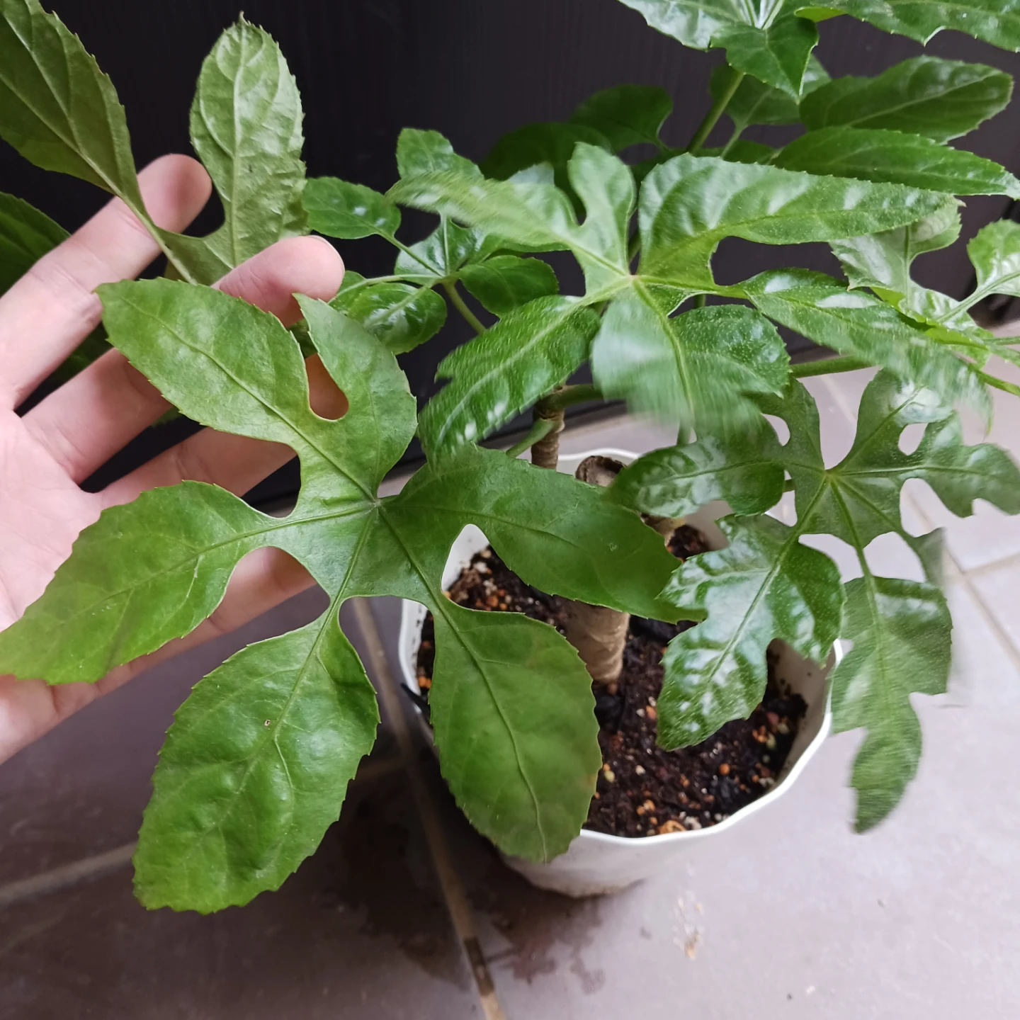 レア★10 トラベシア　パルマータ　5号　観葉植物　希少の写真7枚目
