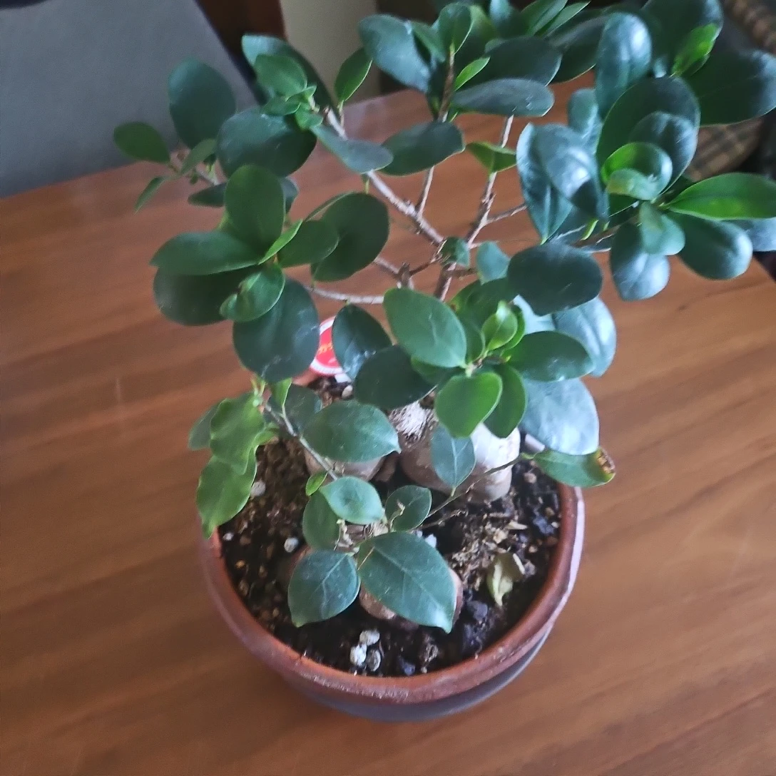 ◽ガジュマル◽2株植え◽ 観葉植物◽素焼き鉢