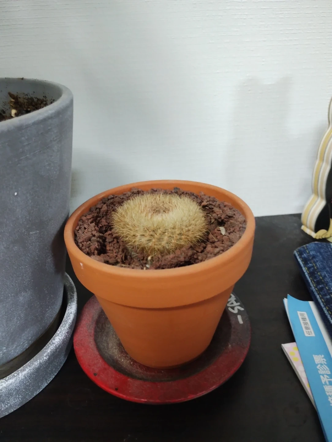 パキラとサボテン 鉢植えセットの写真3枚目