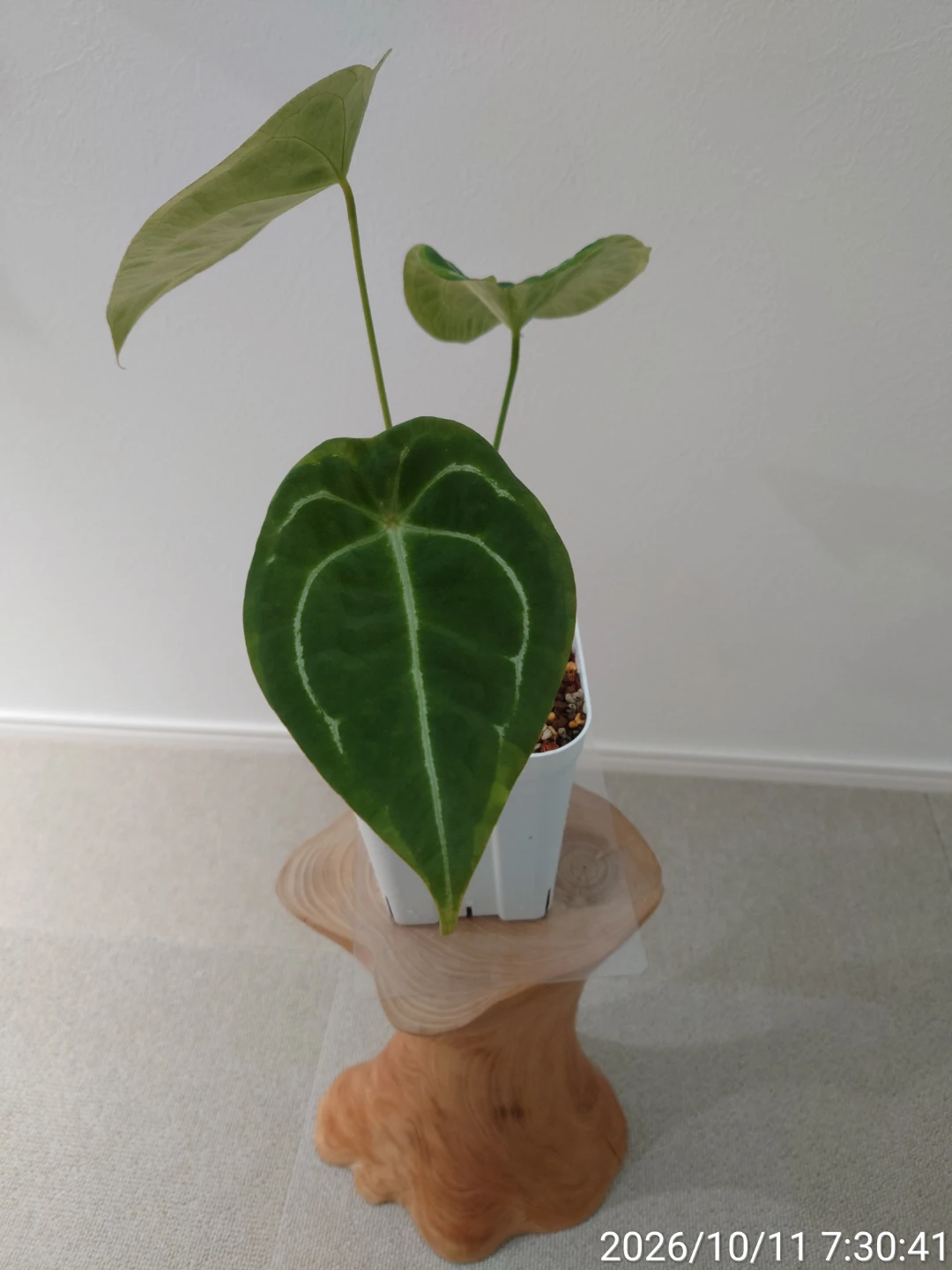 アンスリウム フォルゲッティ  観葉植物 白鉢の写真2枚目