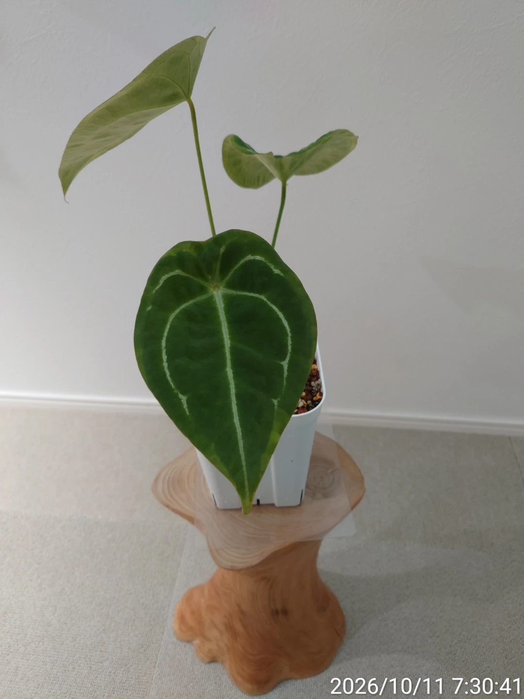 アンスリウム フォルゲッティ 観葉植物 白鉢の写真2枚目