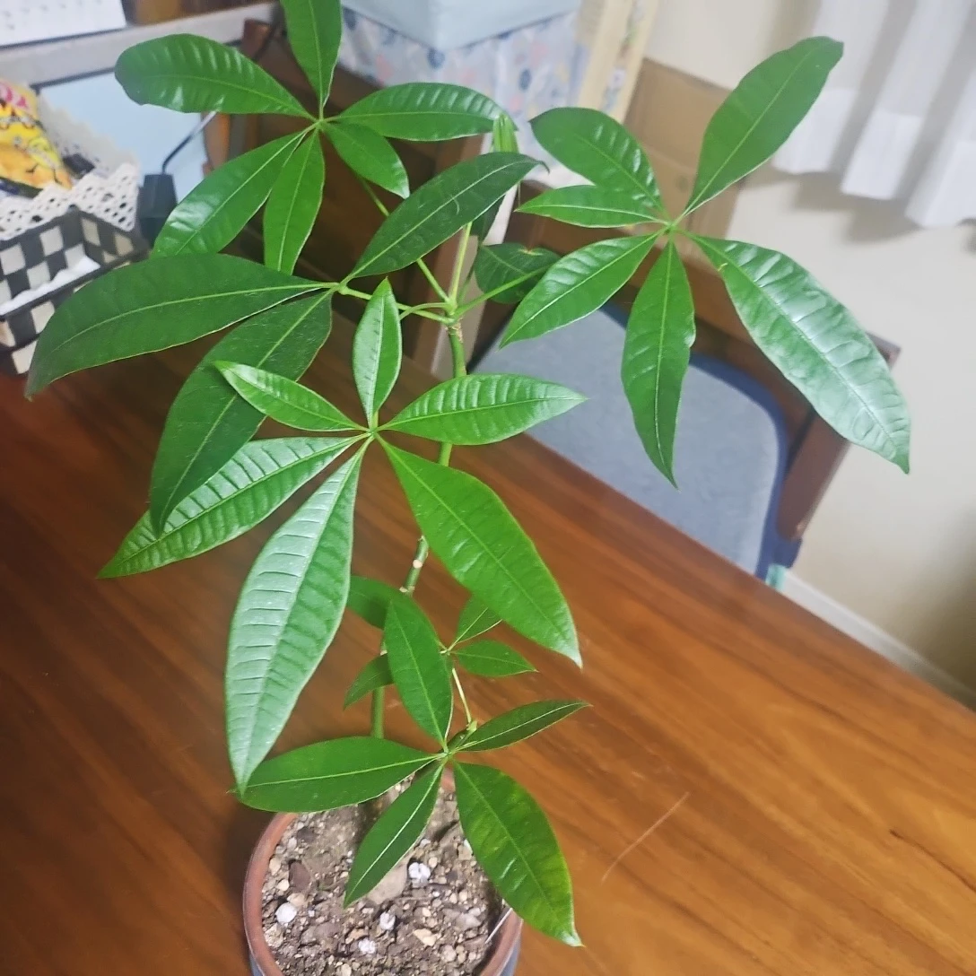 ◽パキラ◽観葉植物◽鉢植えの写真5枚目