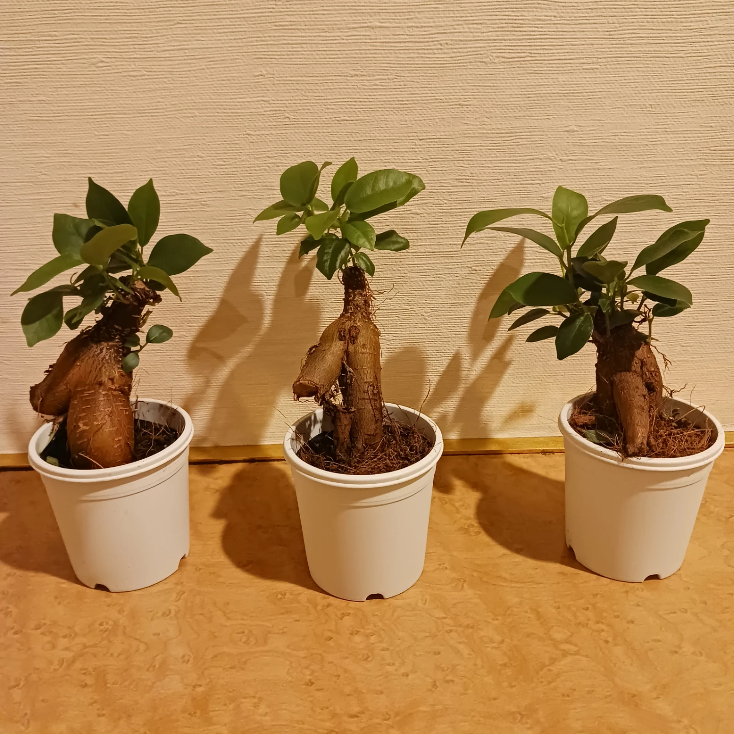ミニ★ガジュマル　2.5号　観葉植物　ニンジンガジュマル　の写真2枚目