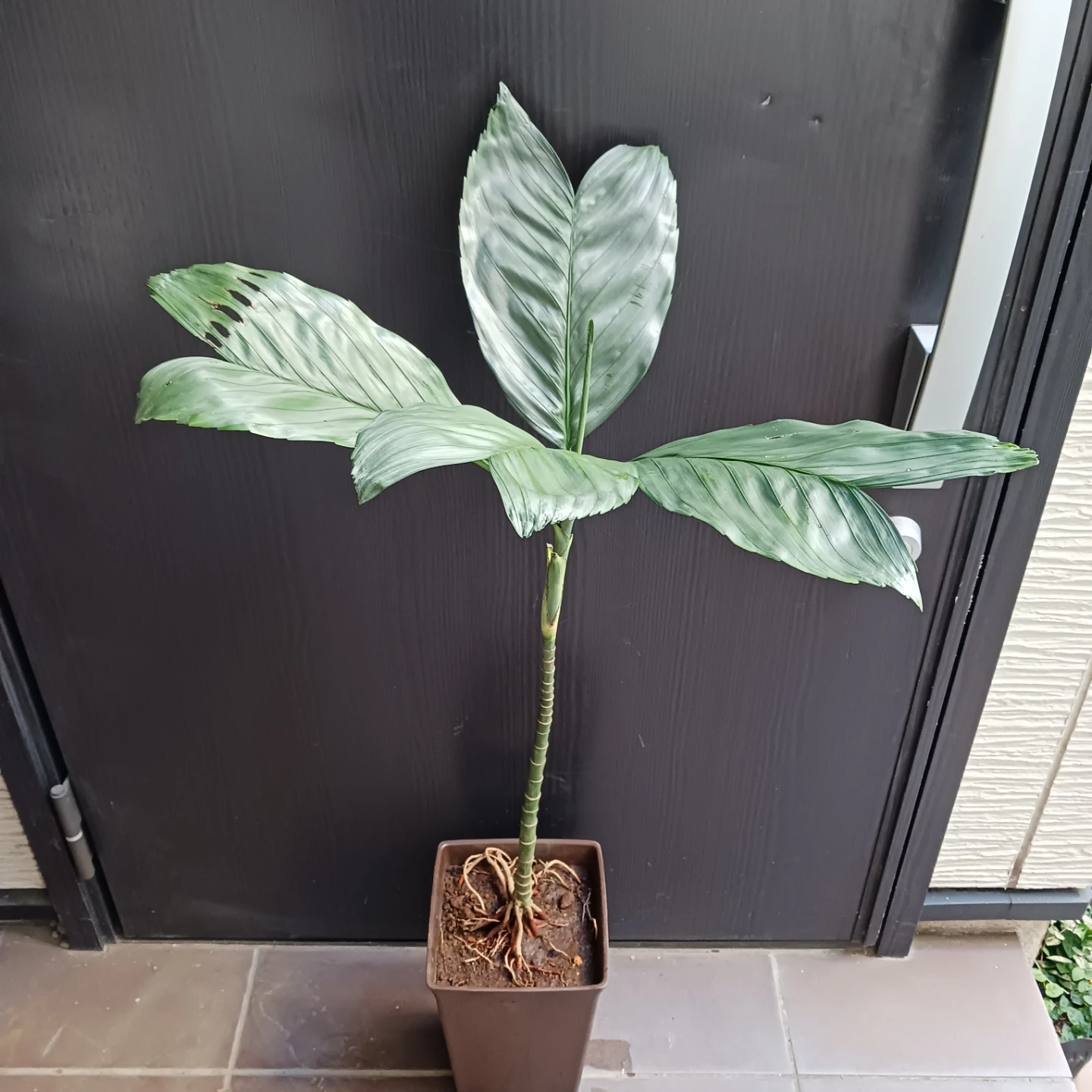 まとめ買い対象★レア★2 テネラ　7号相当　ヤシ　観葉植物