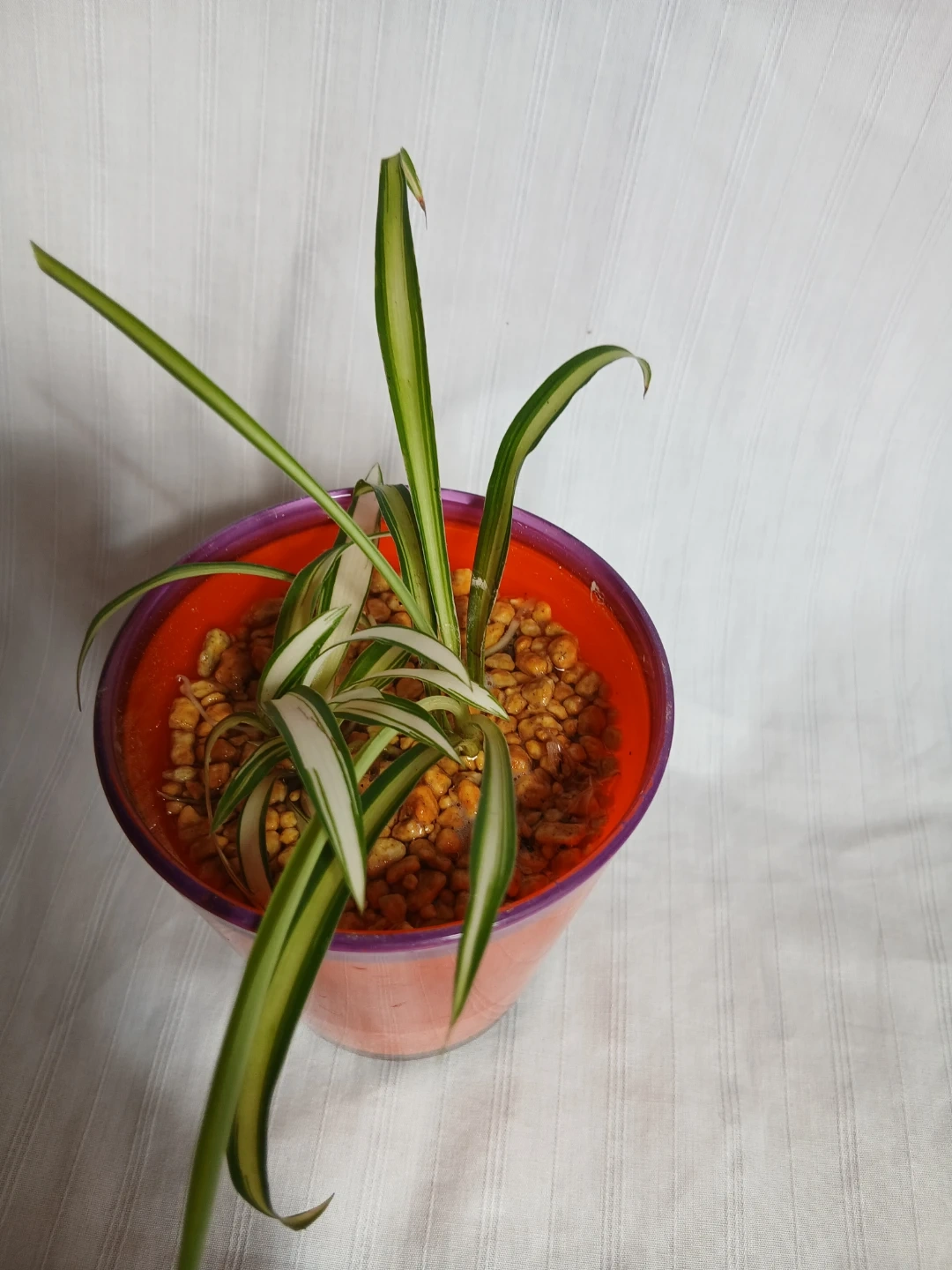 オリヅルラン 観葉植物 ①の写真2枚目