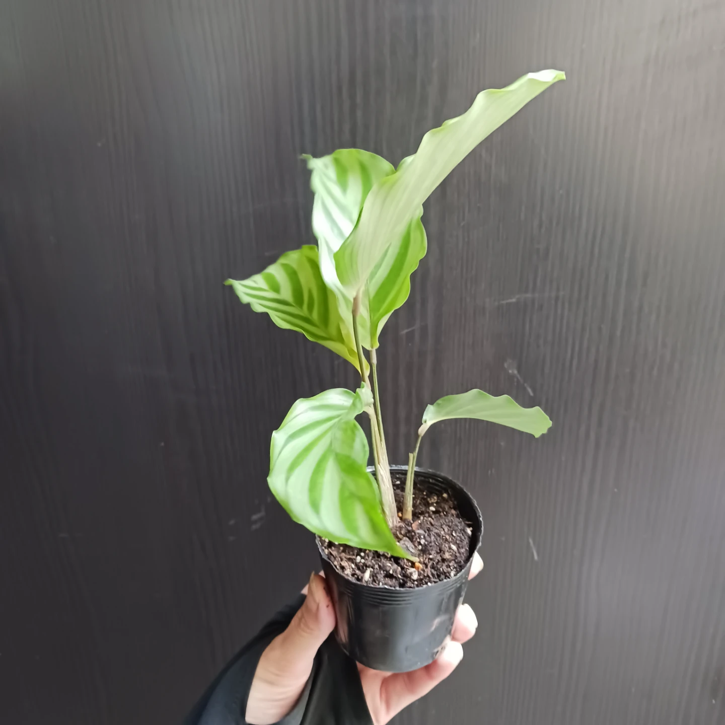 カラテア　フレディ　2.5号ポット苗　観葉植物の写真2枚目