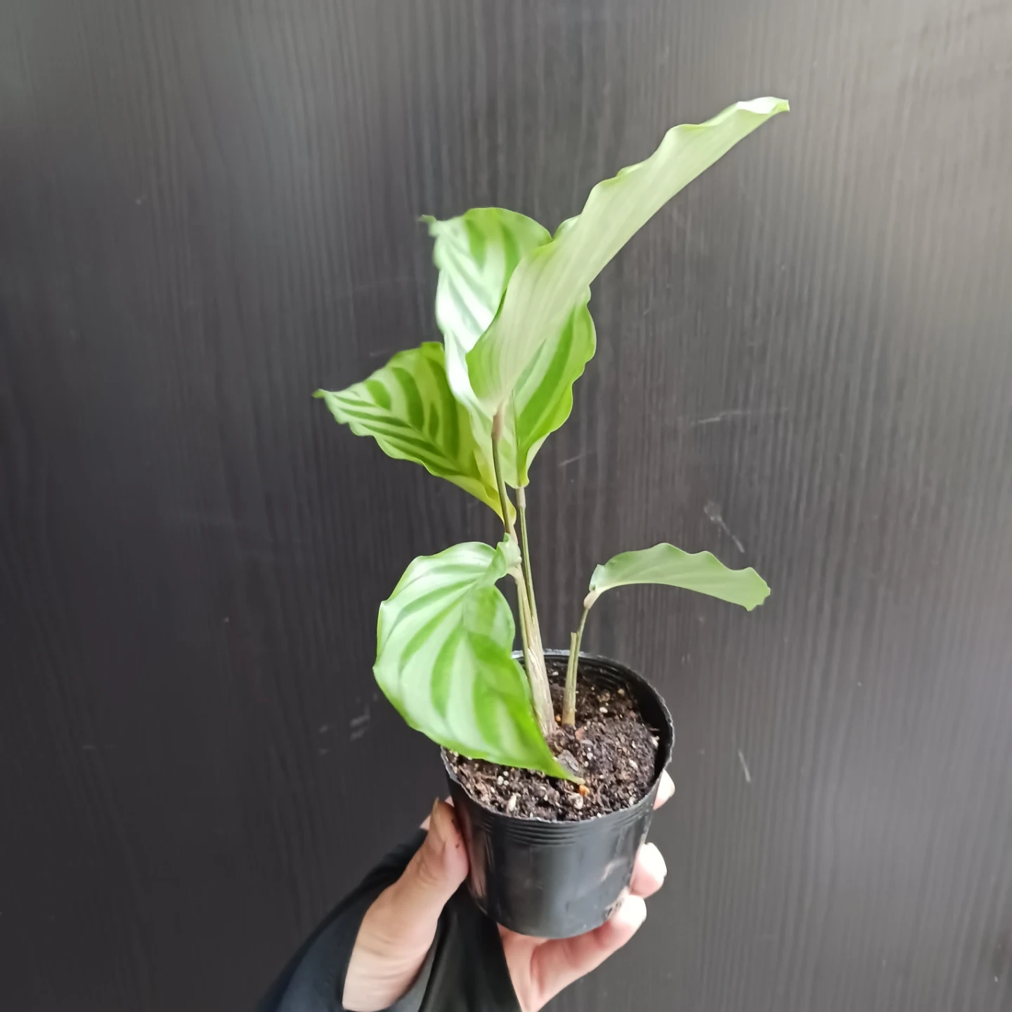 カラテア フレディ 2.5号ポット苗 観葉植物の写真2枚目