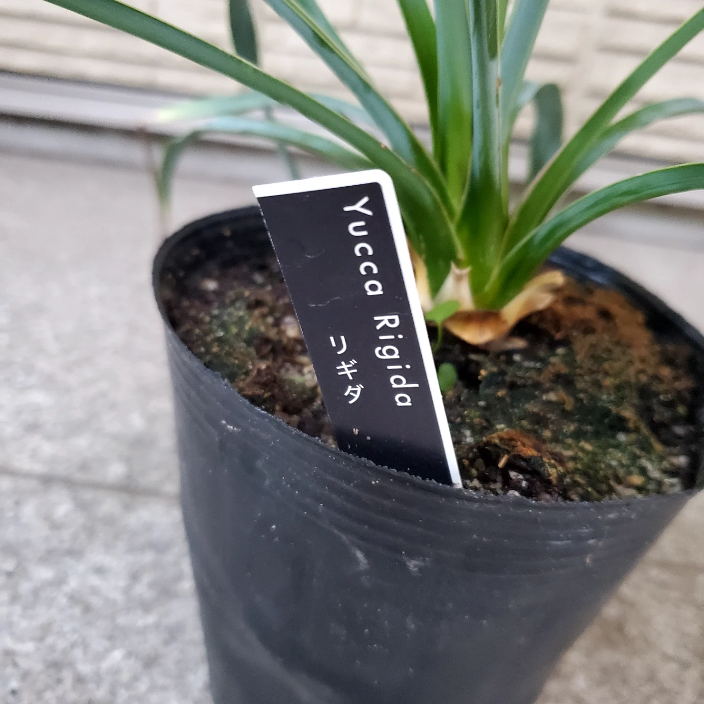 ユッカ リギダ 観葉植物の写真2枚目