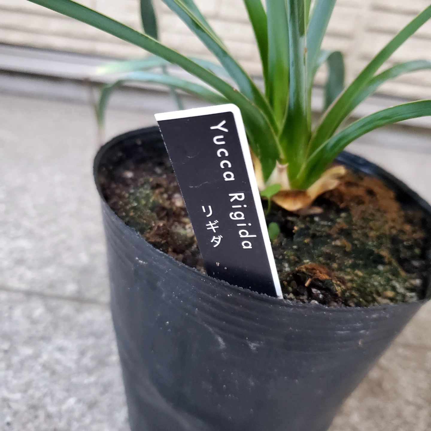 ユッカ リギダ 観葉植物の写真2枚目