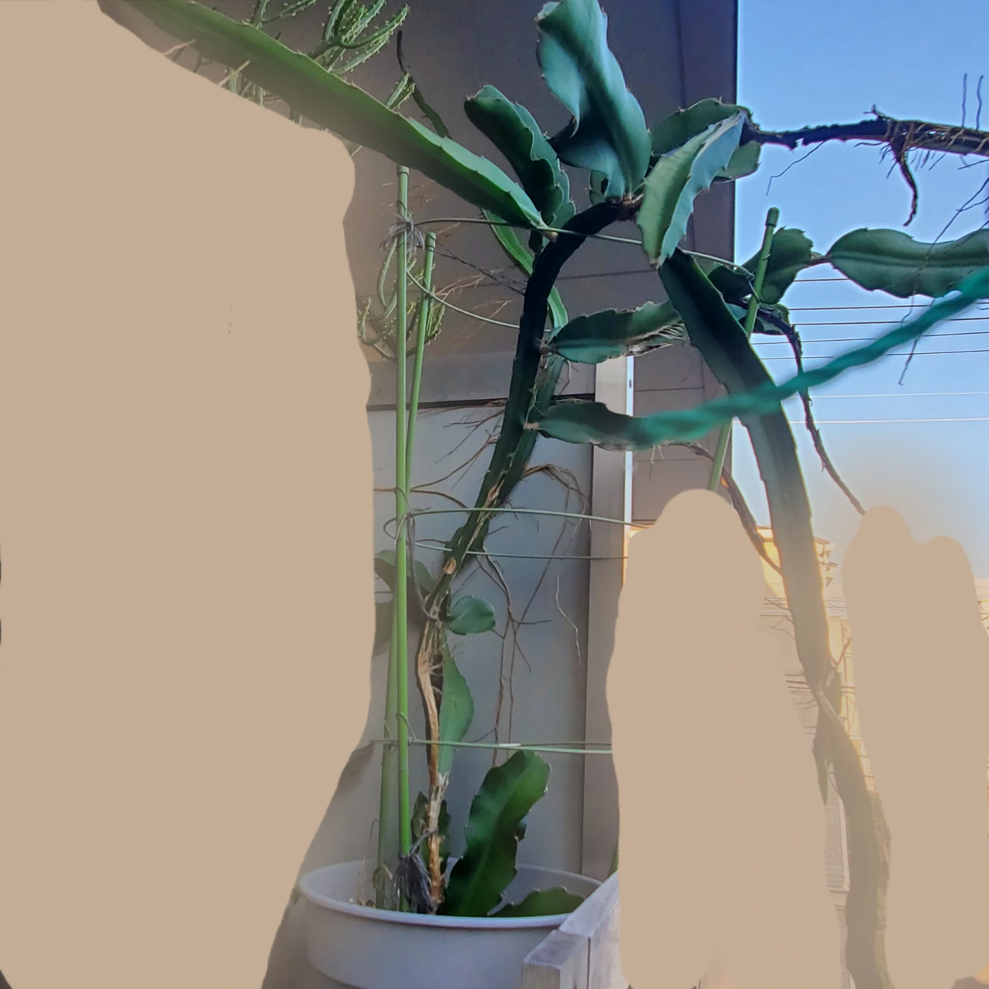 ドラゴンフルーツの苗 鉢植え