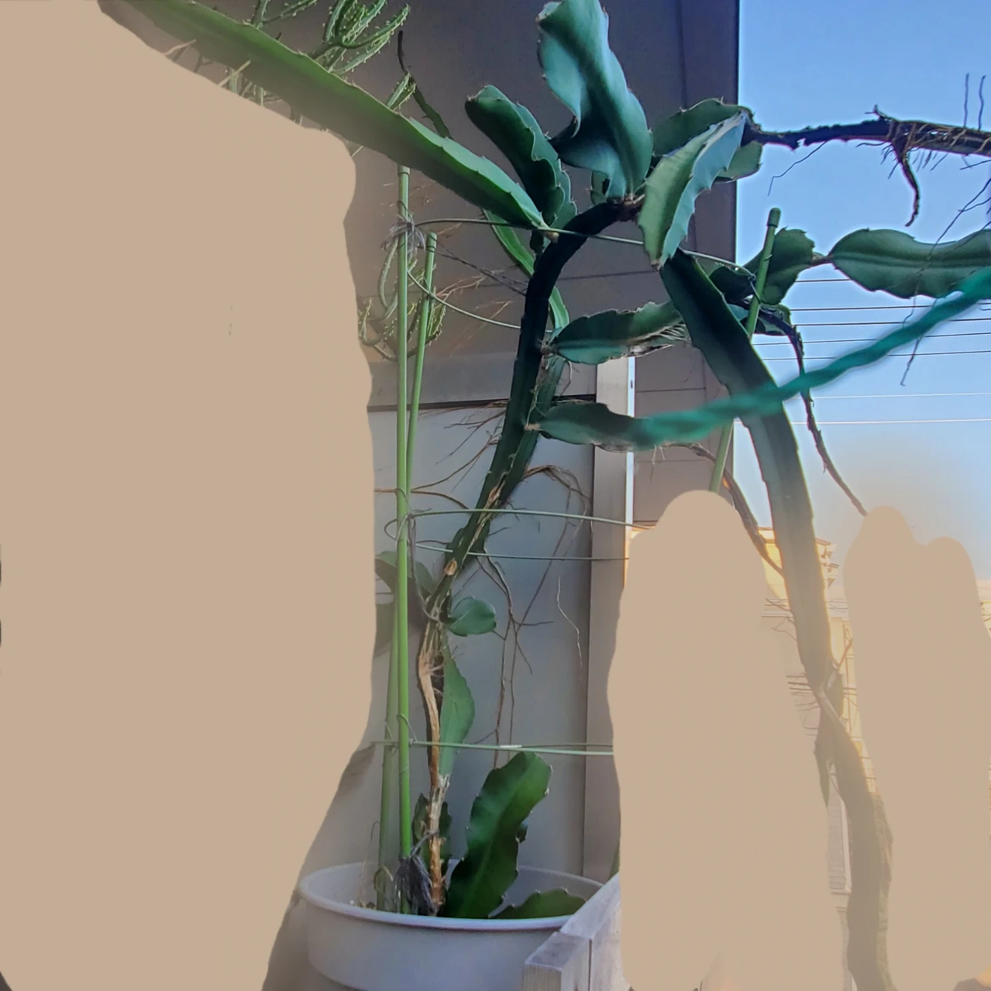 ドラゴンフルーツの苗 鉢植え