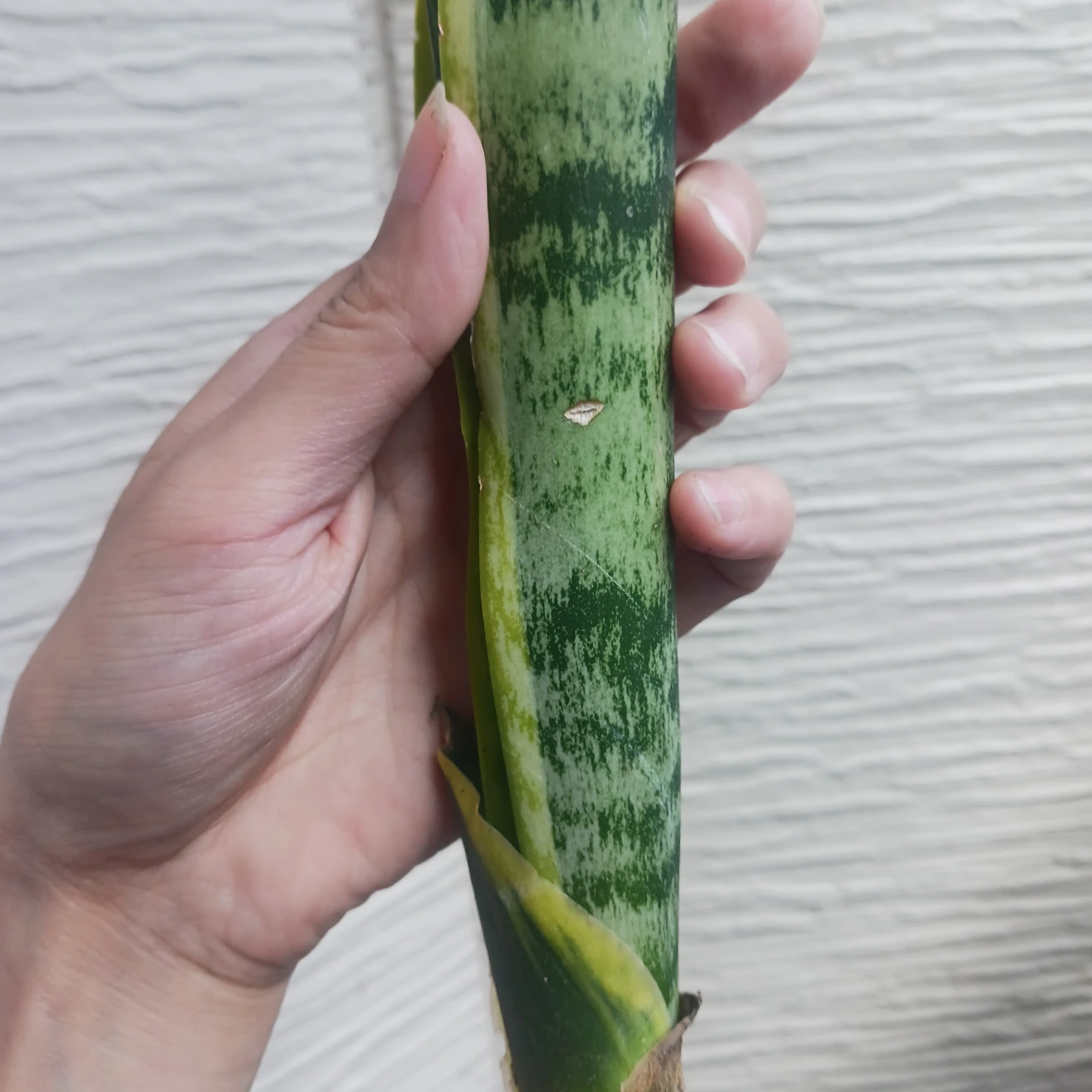3 サンセベリア　3号ポット苗　ローレンチ　サンセベリア　観葉植物の写真4枚目