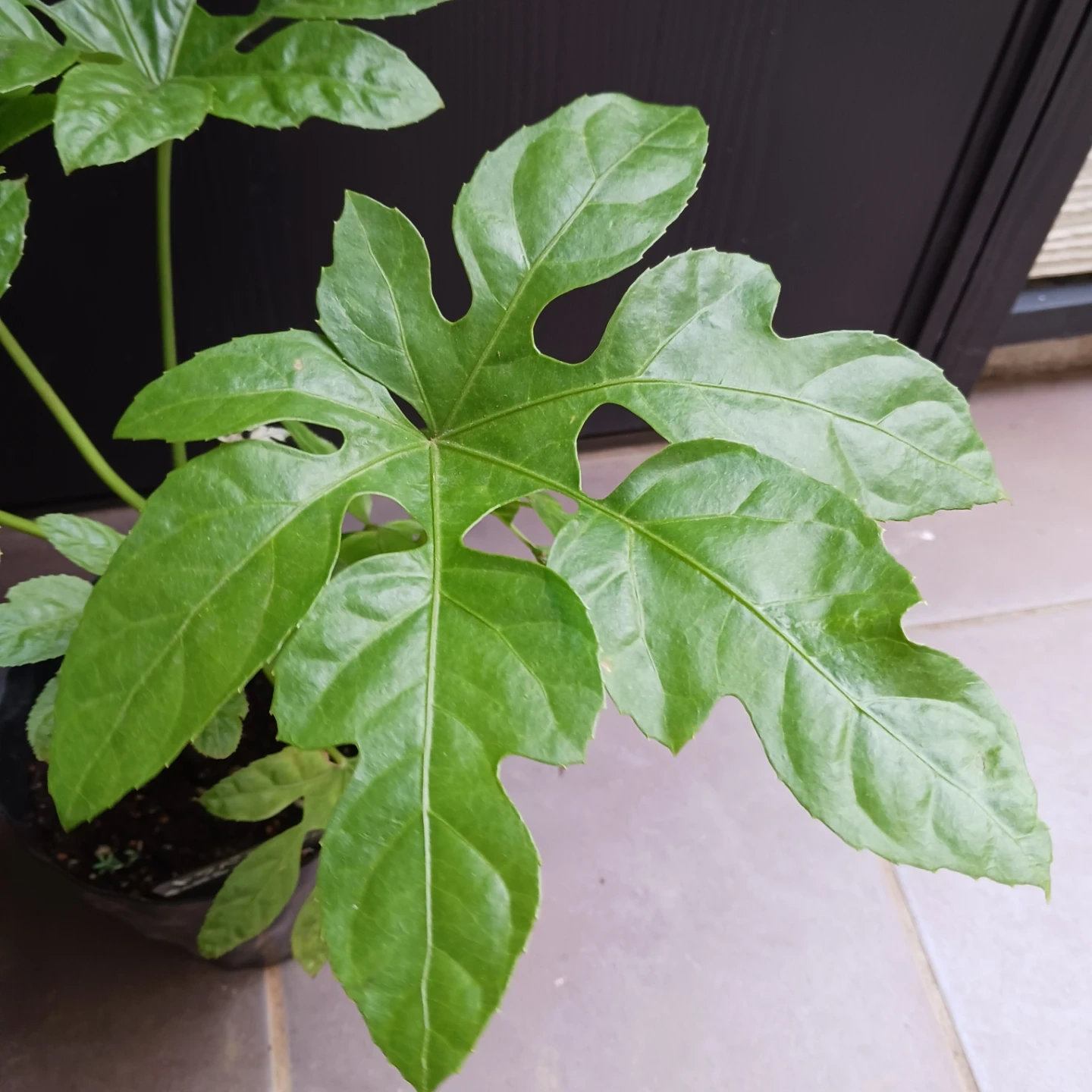 レア★18 トラベシア 5号 観葉植物 トレベシアの写真4枚目