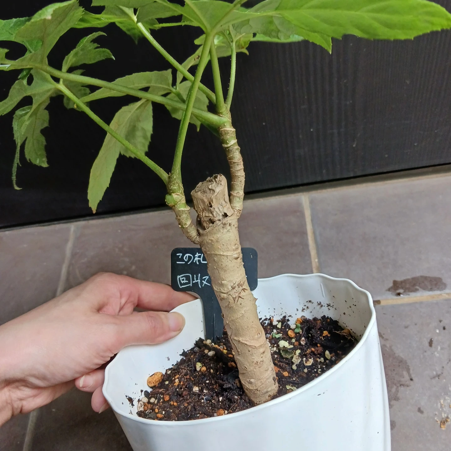 レア★10 トラベシア パルマータ 5号 観葉植物 希少の写真8枚目