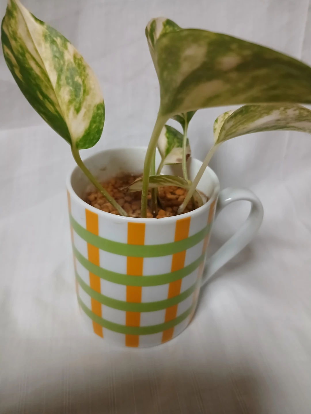 ポトス マーブルクイーン 観葉植物 マグカップ植えの写真3枚目