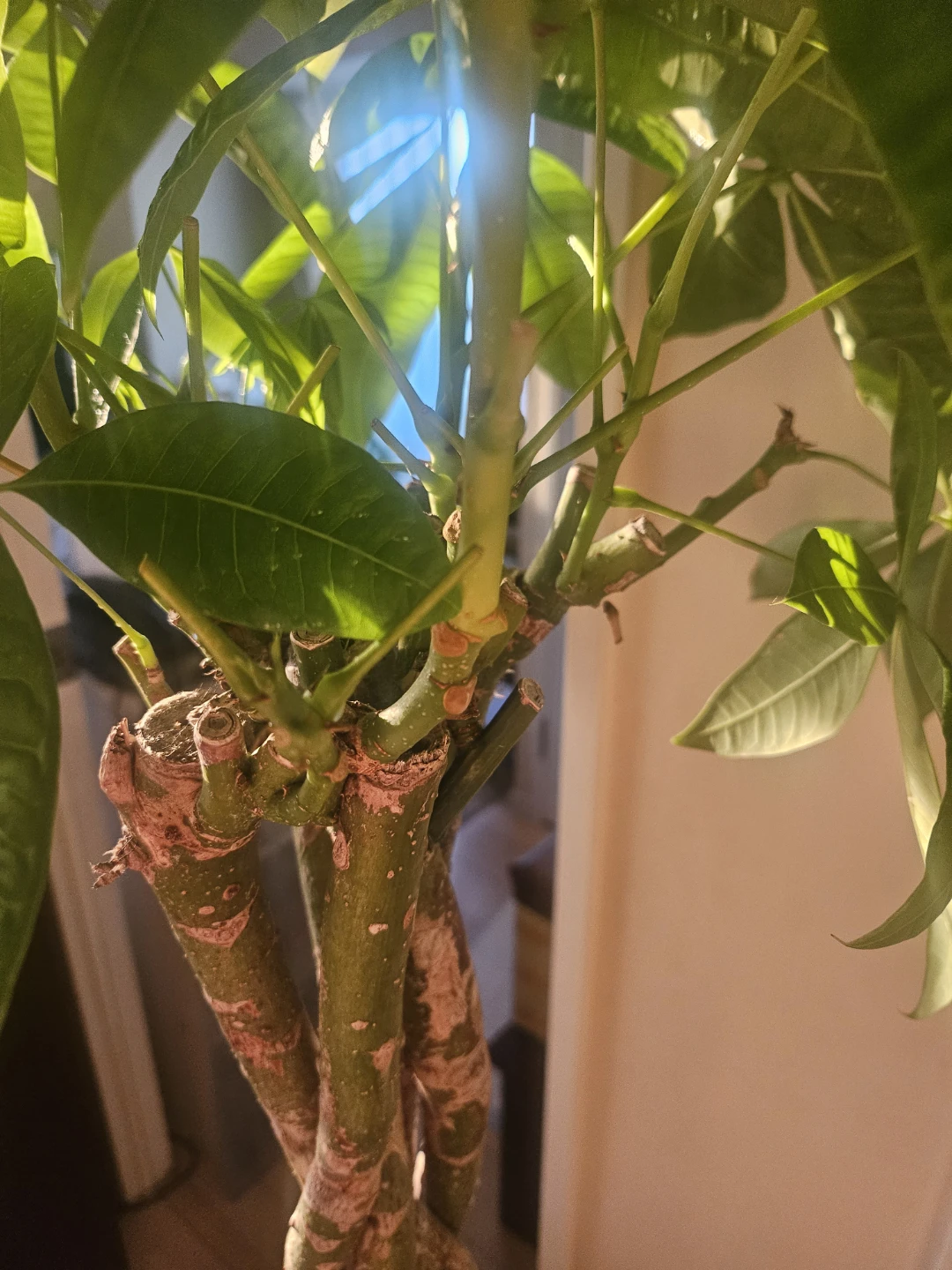 ◽大型パキラ◽編み込み◽観葉植物の写真4枚目