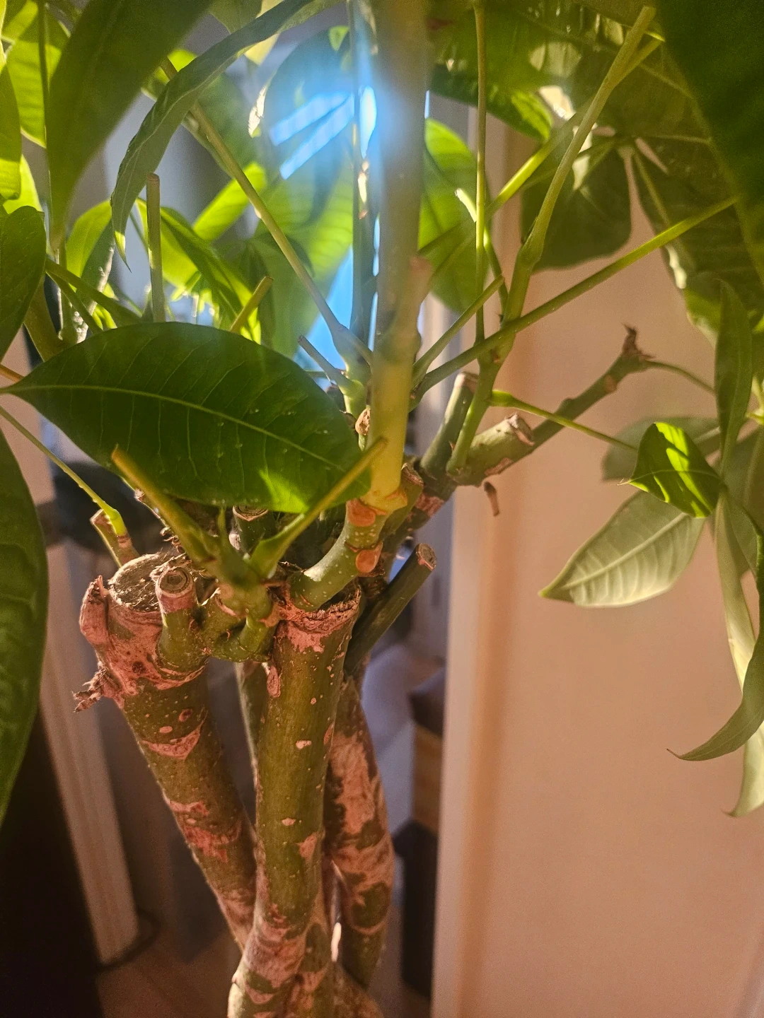 ◽大型パキラ◽編み込み◽観葉植物の写真4枚目