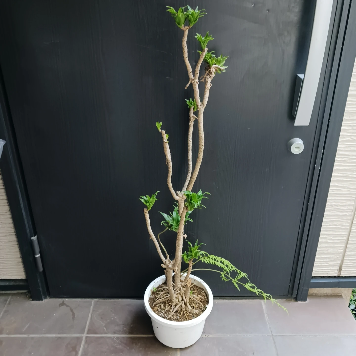 まとめ割り対象★ドラセナ コンパクタ 7号 観葉植物の写真2枚目