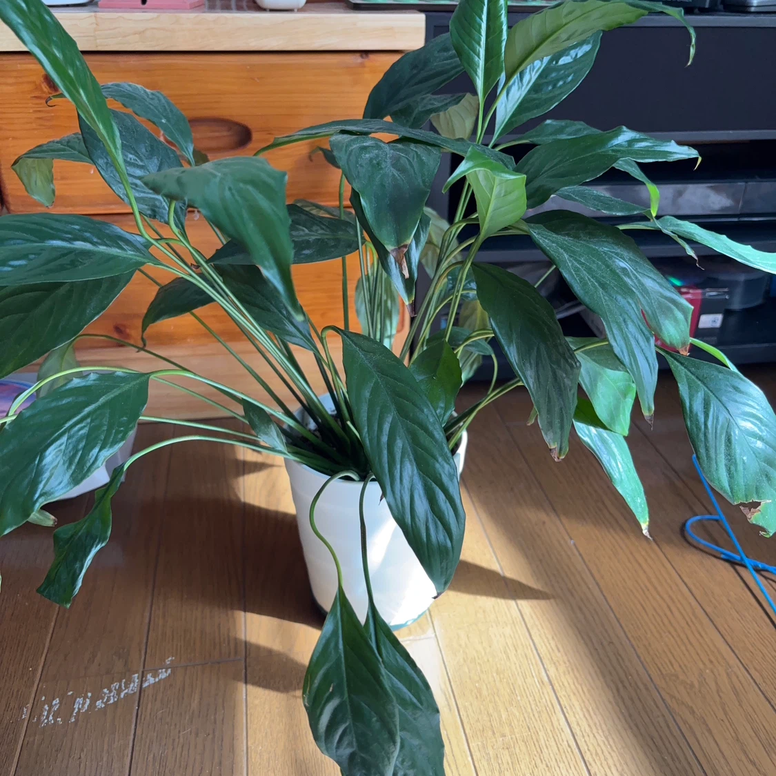 スパティフィラム 観葉植物 白鉢付き