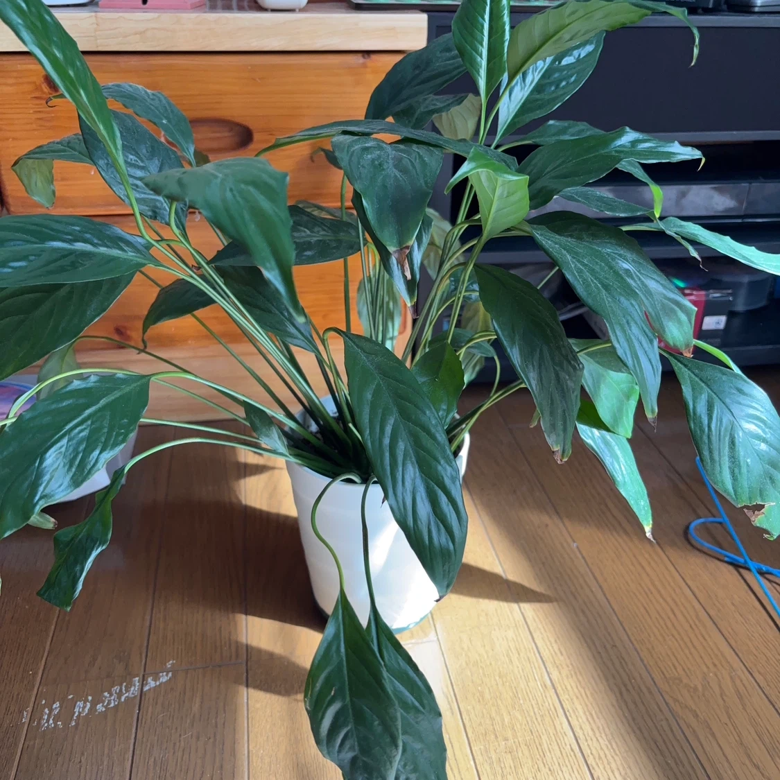 スパティフィラム 観葉植物 白鉢付き
