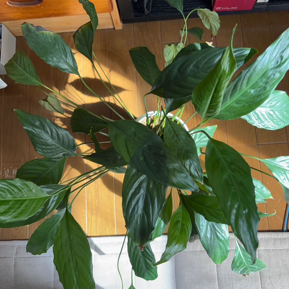 スパティフィラム 観葉植物 白鉢付きの写真2枚目