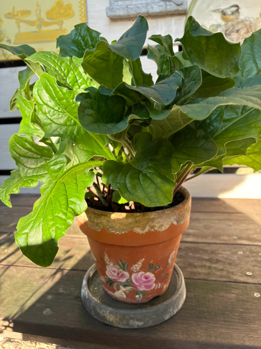 ガーベラ鉢植え バラ柄テラコッタ