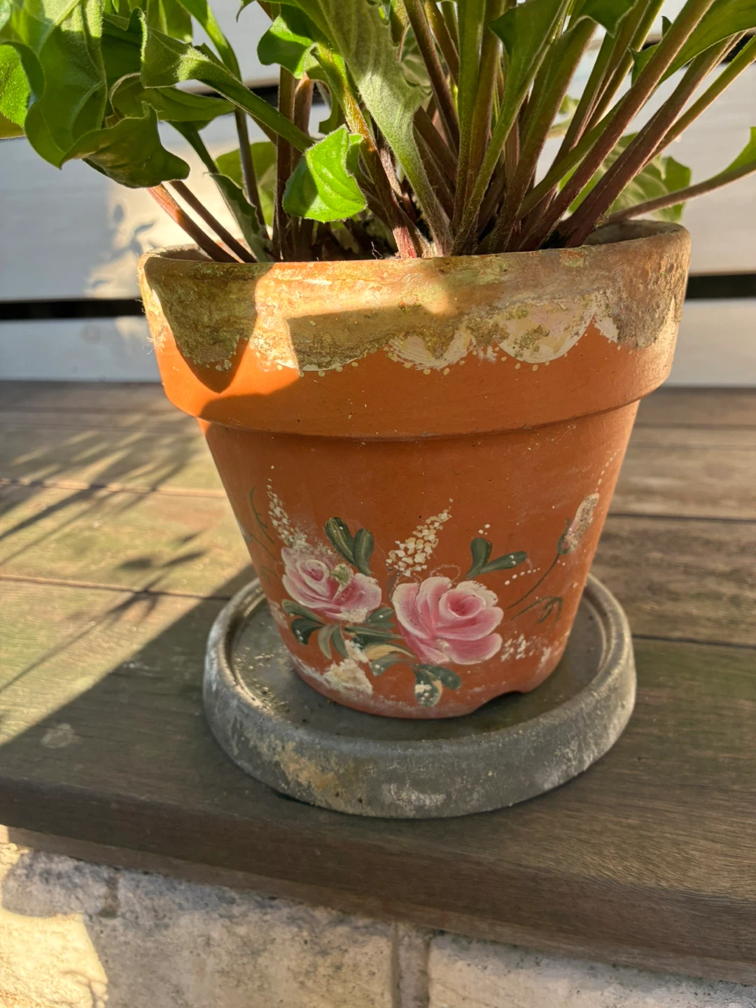 ガーベラ鉢植え バラ柄テラコッタの写真2枚目