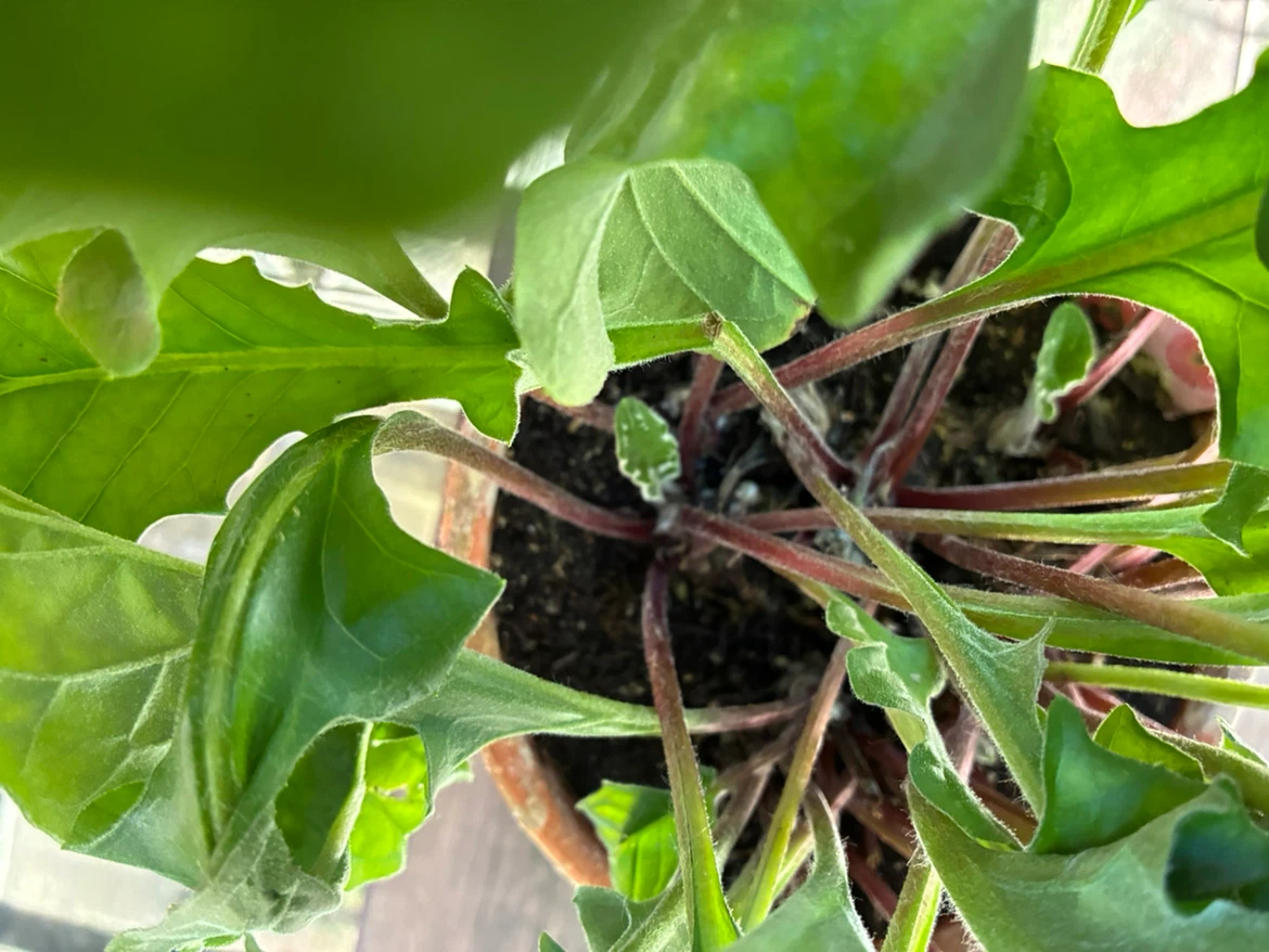 ガーベラ鉢植え バラ柄テラコッタの写真3枚目